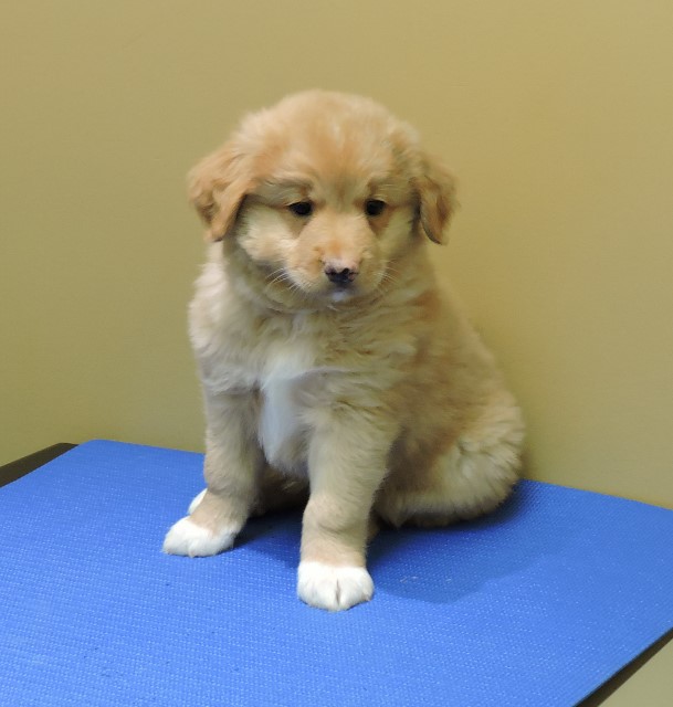 Redland Kennels Reg. Nova Scotia Duck Tolling Retrievers, Puppies